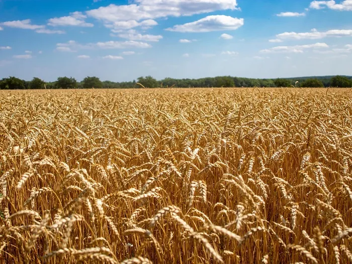 Herstellung und Verarbeitung von Bio-Lebensmitteln
